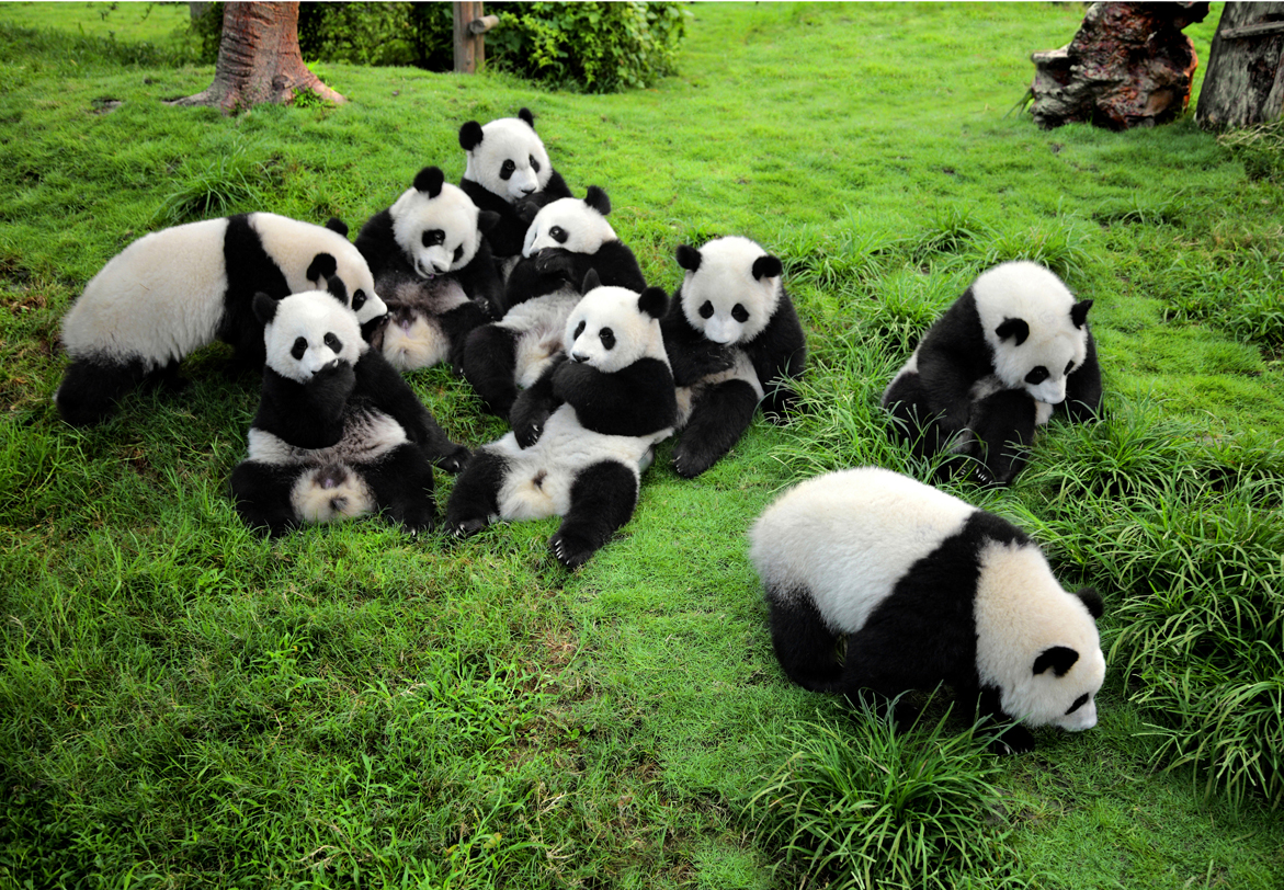 Картинки по запросу Chengdu Panda Base