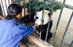 chengdu panda tour