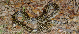 Venomous Snakes in China – Sichuan Fun